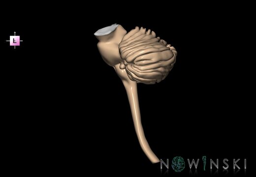 G3.T8-9-10.V2.C1.L0.Cerebellum–Brainstem–Cervical spinal cord