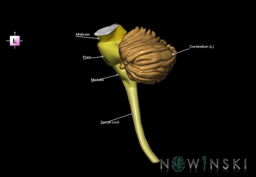 G3.T8-9-10.V2.C2.L1.Cerebellum–Brainstem–Cervical spinal cord