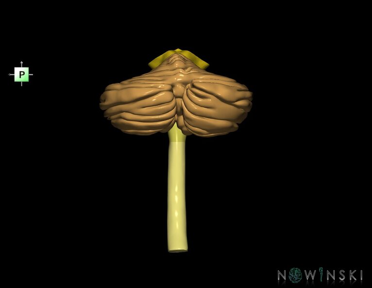 G3.T8-9-10.V3.C2.L0.Cerebellum–Brainstem–Cervical_spinal_cord.tiff