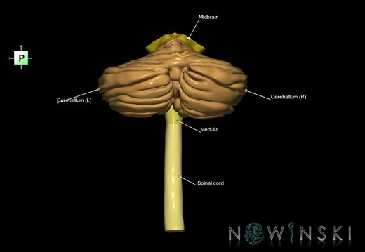 G3.T8-9-10.V3.C2.L1.Cerebellum–Brainstem–Cervical spinal cord