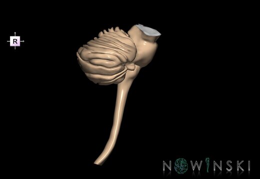 G3.T8-9-10.V4.C1.L0.Cerebellum–Brainstem–Cervical spinal cord