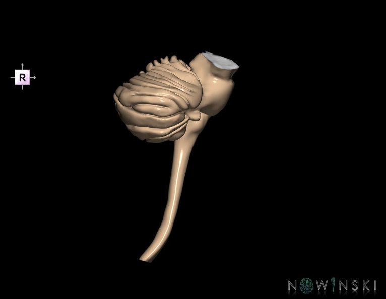 G3.T8-9-10.V4.C1.L0.Cerebellum–Brainstem–Cervical_spinal_cord.tiff