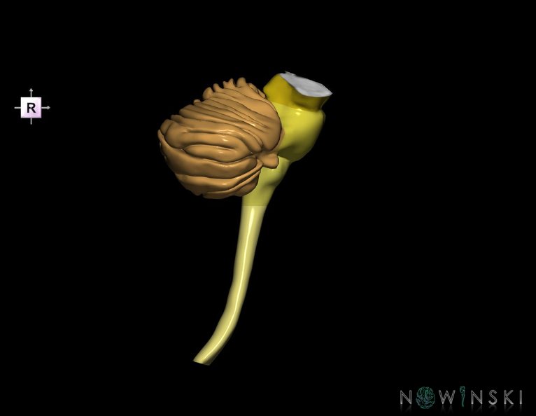 G3.T8-9-10.V4.C2.L0.Cerebellum–Brainstem–Cervical_spinal_cord.tiff