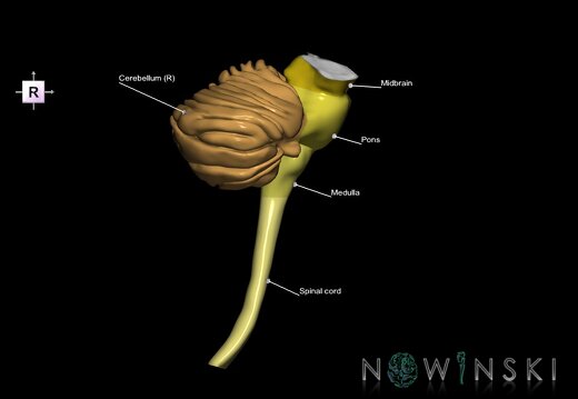 G3.T8-9-10.V4.C2.L1.Cerebellum–Brainstem–Cervical spinal cord