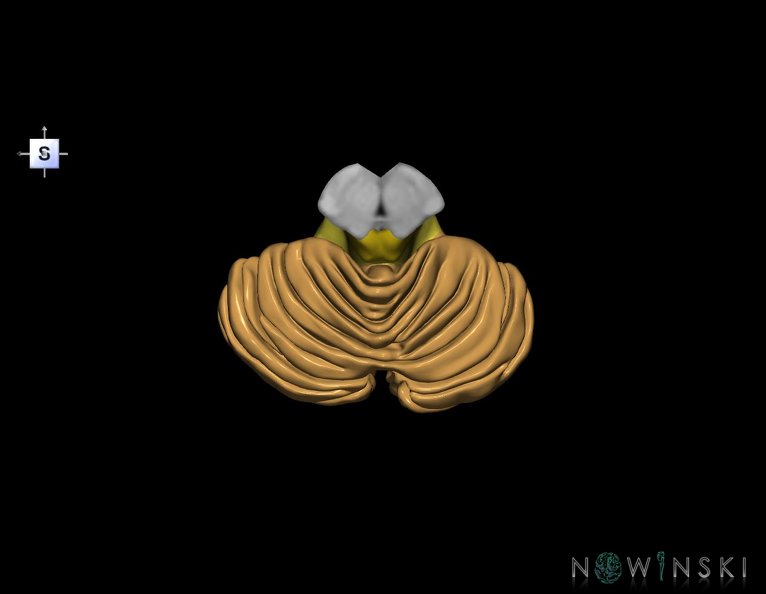 G3.T8-9-10.V5.C2.L0.Cerebellum–Brainstem–Cervical_spinal_cord.tiff
