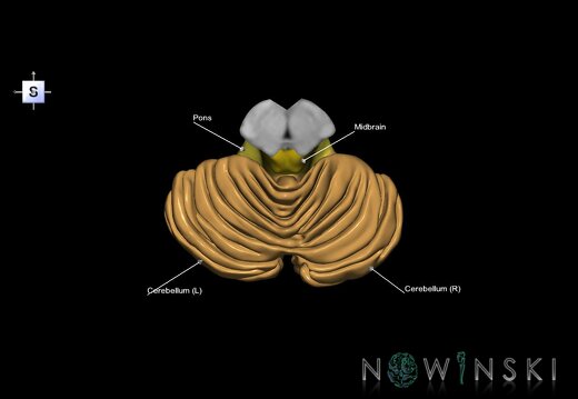 G3.T8-9-10.V5.C2.L1.Cerebellum–Brainstem–Cervical spinal cord