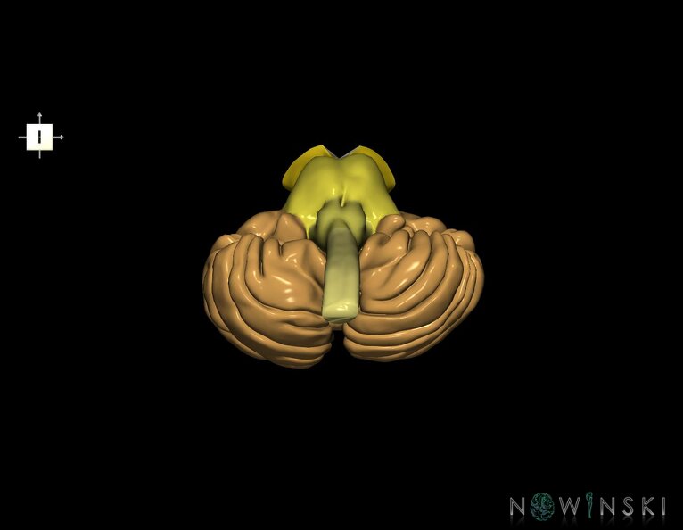 G3.T8-9-10.V6.C2.L0.Cerebellum–Brainstem–Cervical_spinal_cord.tiff