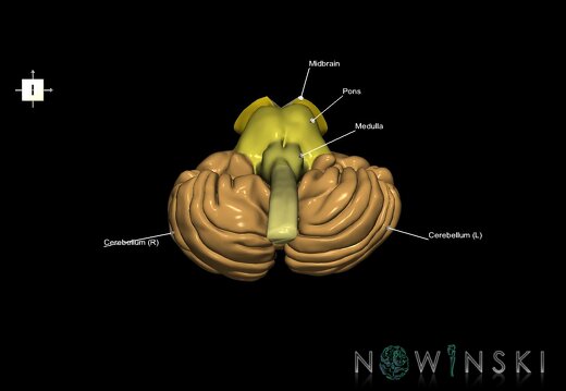 G3.T8-9-10.V6.C2.L1.Cerebellum–Brainstem–Cervical spinal cord