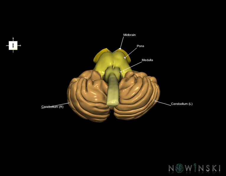 G3.T8-9-10.V6.C2.L1.Cerebellum–Brainstem–Cervical_spinal_cord.tiff