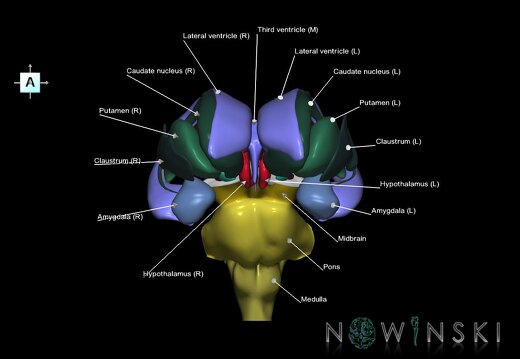 G3.T9-11.1-12.V1.C2.L1.Brainstem–Deep nuclei–Cerebral ventricles