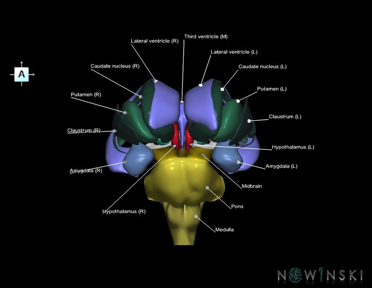 G3.T9-11.1-12.V1.C2.L1.Brainstem–Deep_nuclei–Cerebral_ventricles.tiff