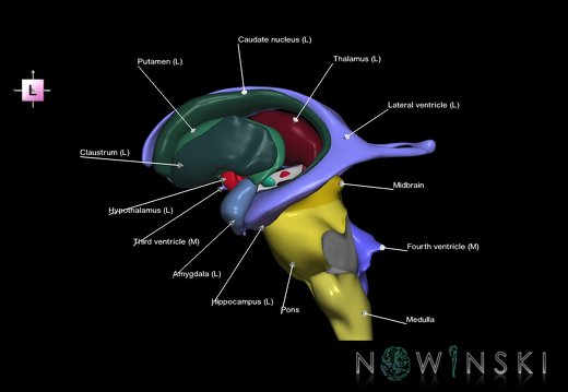 G3.T9-11.1-12.V2.C2.L1.Brainstem–Deep nuclei–Cerebral ventricles