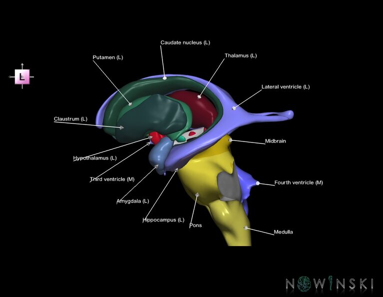 G3.T9-11.1-12.V2.C2.L1.Brainstem–Deep_nuclei–Cerebral_ventricles.tiff