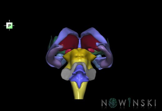 G3.T9-11.1-12.V3.C2.L0.Brainstem–Deep nuclei–Cerebral ventricles