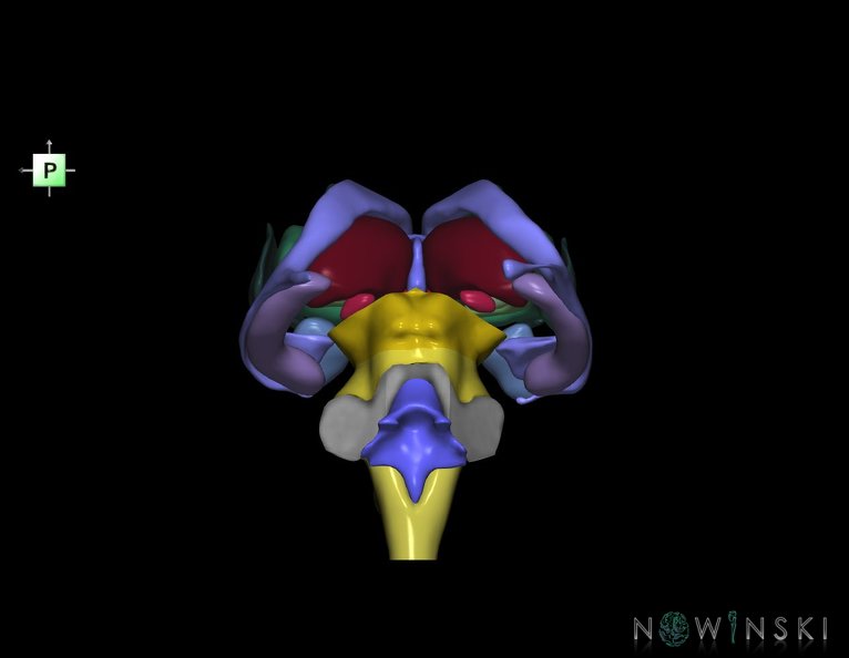 G3.T9-11.1-12.V3.C2.L0.Brainstem–Deep_nuclei–Cerebral_ventricles.tiff