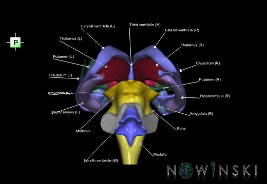G3.T9-11.1-12.V3.C2.L1.Brainstem–Deep nuclei–Cerebral ventricles