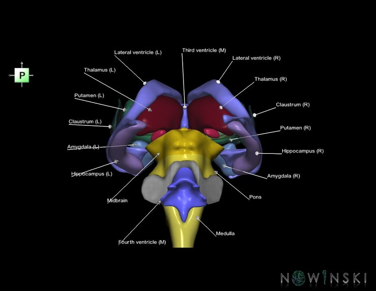 G3.T9-11.1-12.V3.C2.L1.Brainstem–Deep_nuclei–Cerebral_ventricles.tiff
