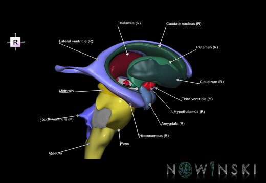 G3.T9-11.1-12.V4.C2.L1.Brainstem–Deep nuclei–Cerebral ventricles