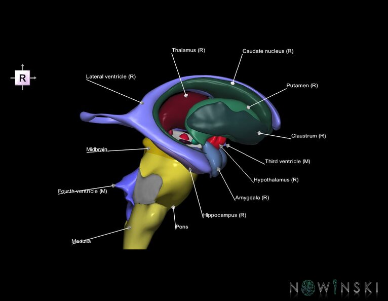 G3.T9-11.1-12.V4.C2.L1.Brainstem–Deep_nuclei–Cerebral_ventricles.tiff