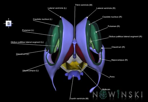 G3.T9-11.1-12.V5.C2.L1.Brainstem–Deep nuclei–Cerebral ventricles