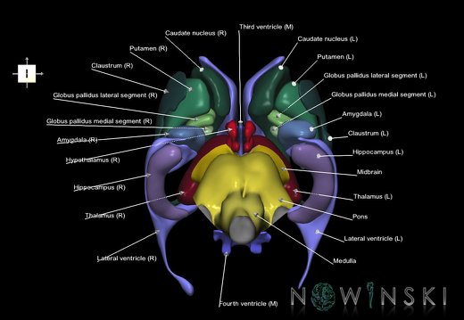 G3.T9-11.1-12.V6.C2.L1.Brainstem–Deep nuclei–Cerebral ventricles