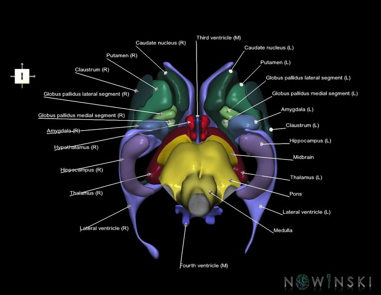 G3.T9-11.1-12.V6.C2.L1.Brainstem–Deep_nuclei–Cerebral_ventricles.tiff