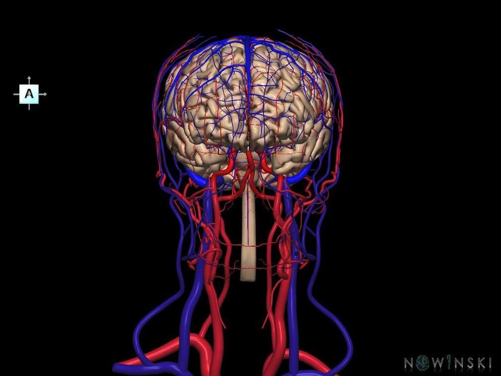 G4.T1.1-15.2-16.1-17.2-18.2.V1.C1.L0.CNS–Intracranial arterial–venous systems–Extracranial arteries–veins