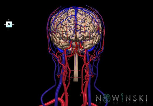 G4.T1.1-15.2-16.1-17.2-18.2.V1.C1.L0.CNS–Intracranial arterial–venous systems–Extracranial arteries–veins