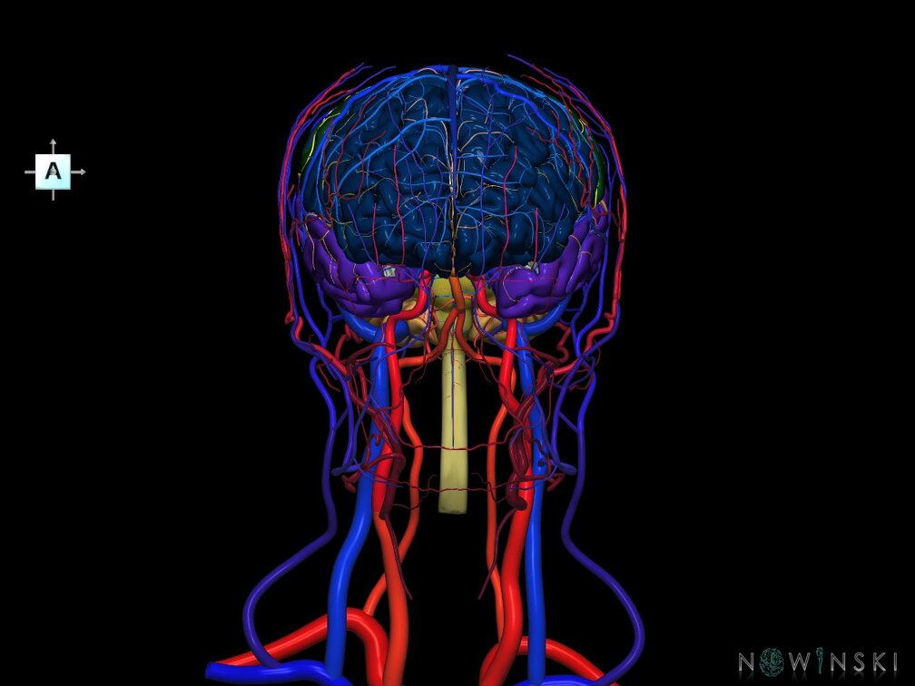 G4.T1.1-15.2-16.1-17.2-18.2.V1.C2.L0.CNS–Intracranial arterial–venous systems–Extracranial arteries–veins