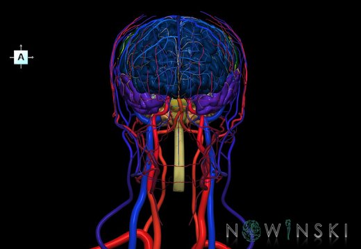 G4.T1.1-15.2-16.1-17.2-18.2.V1.C2.L0.CNS–Intracranial arterial–venous systems–Extracranial arteries–veins