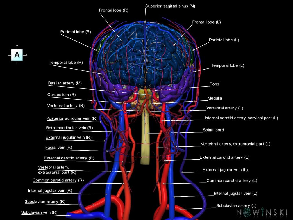 G4.T1.1-15.2-16.1-17.2-18.2.V1.C2.L1.CNS–Intracranial arterial–venous systems–Extracranial arteries–veins