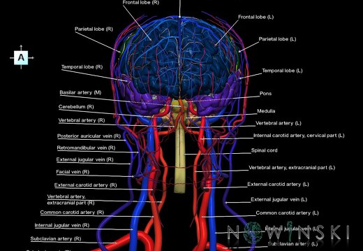G4.T1.1-15.2-16.1-17.2-18.2.V1.C2.L1.CNS–Intracranial arterial–venous systems–Extracranial arteries–veins