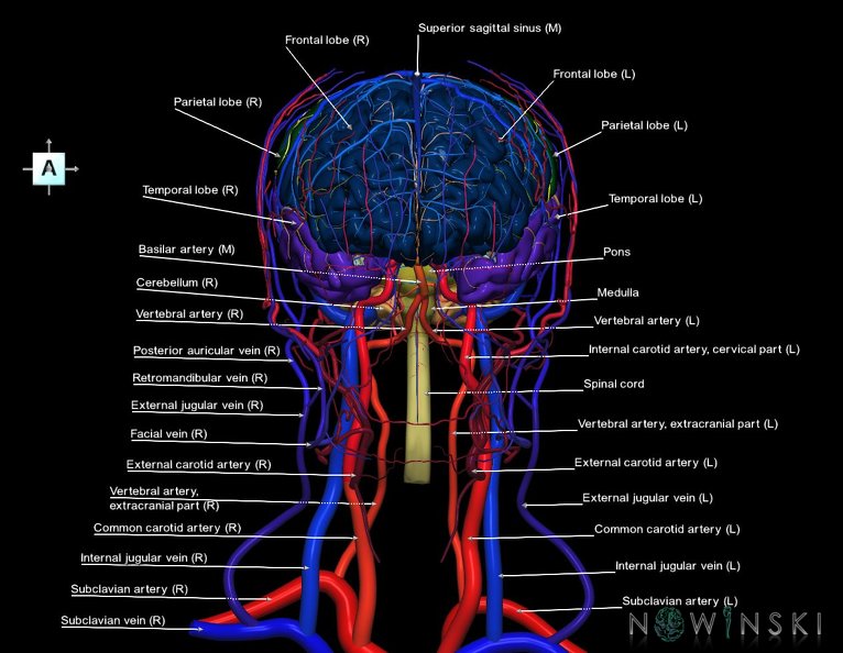 G4.T1.1-15.2-16.1-17.2-18.2.V1.C2.L1.CNS–Intracranial_arterial–venous_systems–Extracranial_arteries–veins.tiff