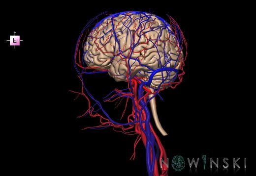 G4.T1.1-15.2-16.1-17.2-18.2.V2.C1.L0.CNS–Intracranial arterial–venous systems–Extracranial arteries–veins