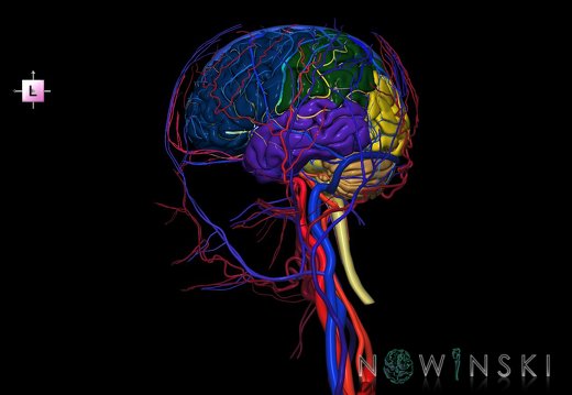 G4.T1.1-15.2-16.1-17.2-18.2.V2.C2.L0.CNS–Intracranial arterial–venous systems–Extracranial arteries–veins