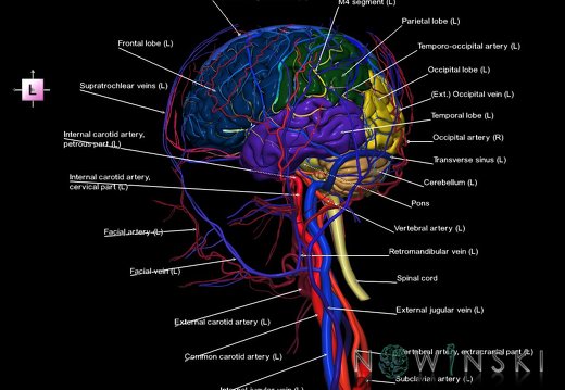 G4.T1.1-15.2-16.1-17.2-18.2.V2.C2.L1.CNS–Intracranial arterial–venous systems–Extracranial arteries–veins