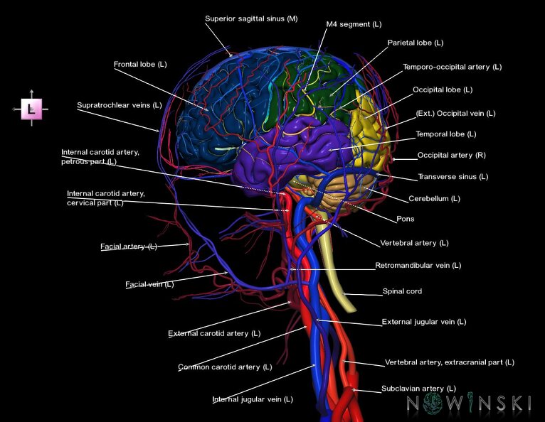 G4.T1.1-15.2-16.1-17.2-18.2.V2.C2.L1.CNS–Intracranial_arterial–venous_systems–Extracranial_arteries–veins.tiff