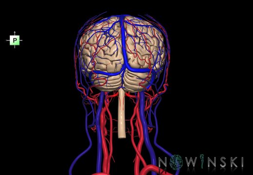 G4.T1.1-15.2-16.1-17.2-18.2.V3.C1.L0.CNS–Intracranial arterial–venous systems–Extracranial arteries–veins