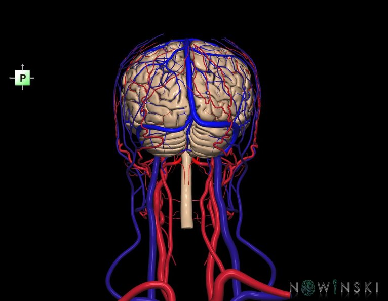 G4.T1.1-15.2-16.1-17.2-18.2.V3.C1.L0.CNS–Intracranial_arterial–venous_systems–Extracranial_arteries–veins.tiff