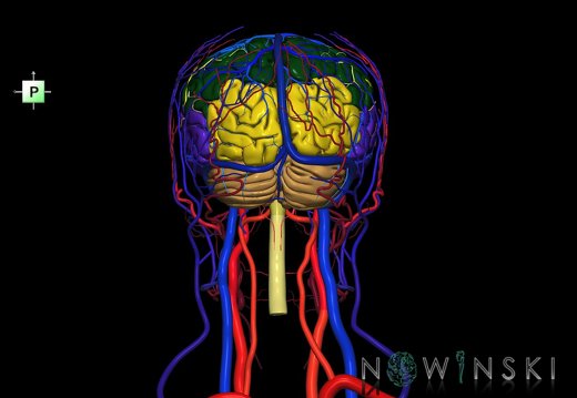 G4.T1.1-15.2-16.1-17.2-18.2.V3.C2.L0.CNS–Intracranial arterial–venous systems–Extracranial arteries–veins