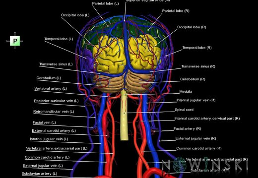 G4.T1.1-15.2-16.1-17.2-18.2.V3.C2.L1.CNS–Intracranial arterial–venous systems–Extracranial arteries–veins