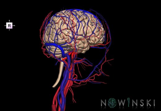 G4.T1.1-15.2-16.1-17.2-18.2.V4.C1.L0.CNS–Intracranial arterial–venous systems–Extracranial arteries–veins