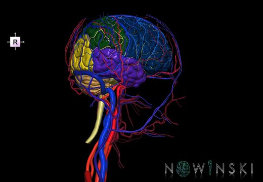 G4.T1.1-15.2-16.1-17.2-18.2.V4.C2.L0.CNS–Intracranial arterial–venous systems–Extracranial arteries–veins