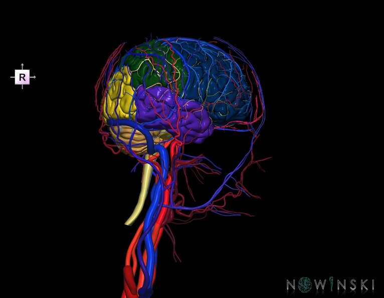 G4.T1.1-15.2-16.1-17.2-18.2.V4.C2.L0.CNS–Intracranial_arterial–venous_systems–Extracranial_arteries–veins.tiff