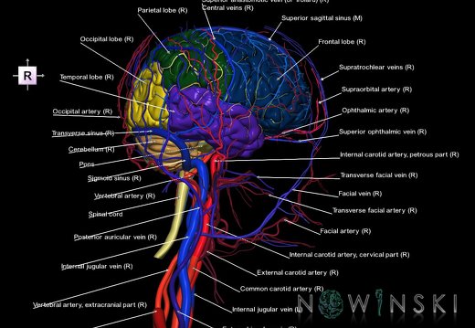 G4.T1.1-15.2-16.1-17.2-18.2.V4.C2.L1.CNS–Intracranial arterial–venous systems–Extracranial arteries–veins