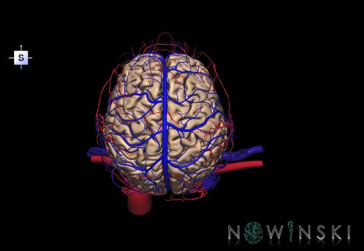 G4.T1.1-15.2-16.1-17.2-18.2.V5.C1.L0.CNS–Intracranial arterial–venous systems–Extracranial arteries–veins