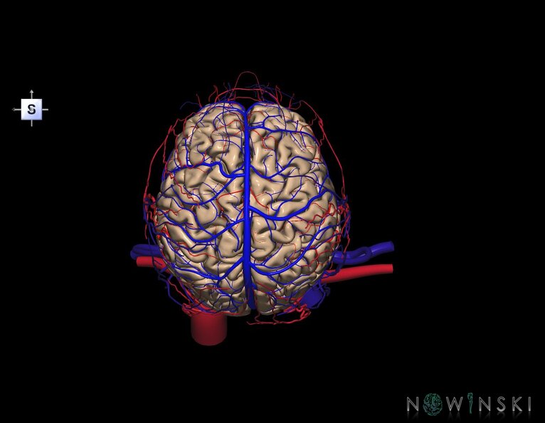 G4.T1.1-15.2-16.1-17.2-18.2.V5.C1.L0.CNS–Intracranial_arterial–venous_systems–Extracranial_arteries–veins.tiff