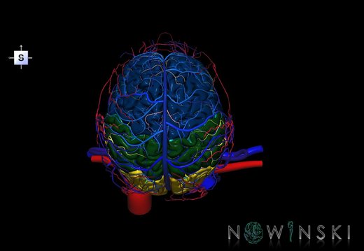 G4.T1.1-15.2-16.1-17.2-18.2.V5.C2.L0.CNS–Intracranial arterial–venous systems–Extracranial arteries–veins