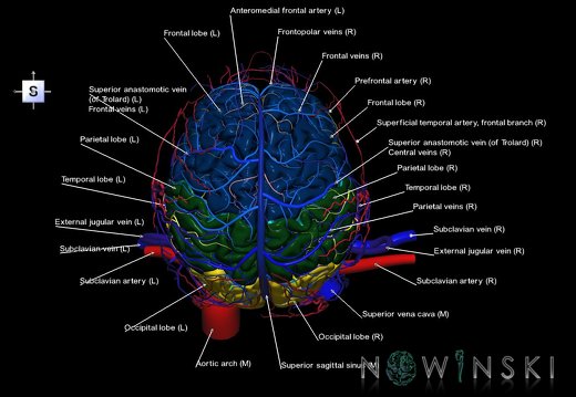 G4.T1.1-15.2-16.1-17.2-18.2.V5.C2.L1.CNS–Intracranial arterial–venous systems–Extracranial arteries–veins