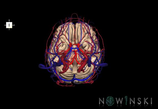 G4.T1.1-15.2-16.1-17.2-18.2.V6.C1.L0.CNS–Intracranial arterial–venous systems–Extracranial arteries–veins